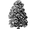 Векторная картинка Дерево №25
