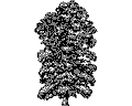 Векторная картинка Дерево №26