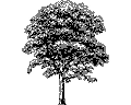 Векторная картинка Дерево №27