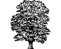 Векторная картинка Дерево №30