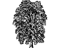 Векторная картинка Дерево №32