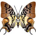 Векторный клипарт Векторная бабочка #1