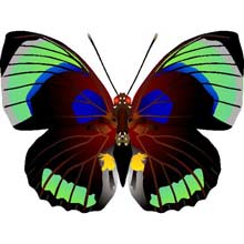 Скачай бесплатно профессиональный векторный клипарт - векторная бабочка. Идеален для использования в полиграфии, веб дизайне и рекламе.