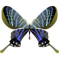 Векторная картинка Векторная бабочка #8