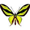 Векторный клипарт Векторная бабочка #11