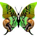Векторный клипарт Векторная бабочка #12