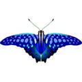 Векторный клипарт Векторная бабочка #13