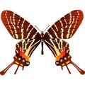 Векторный клипарт Векторная бабочка #14