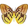 Векторная картинка Векторная бабочка #15