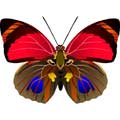 Векторная картинка Векторная бабочка #17