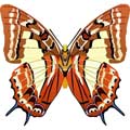 Векторная картинка Векторная бабочка #21