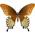 Векторная картинка Векторная бабочка #23