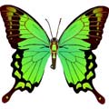Векторная картинка Векторная бабочка #25