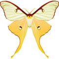 Векторная картинка Векторная бабочка #27
