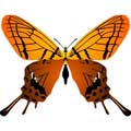 Векторная картинка Векторная бабочка #30