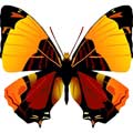 Векторная картинка Векторная бабочка #39