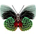 Векторная картинка Векторная бабочка #43