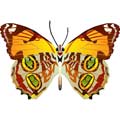 Векторная картинка Векторная бабочка #45
