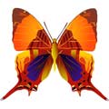 Векторная картинка Векторная бабочка #46