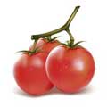 Векторная картинка Овощи - помидоры #1
