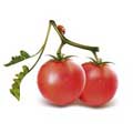 Векторная картинка Овощи - томаты #8